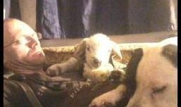 人与狗性交视频,伦理争议与法律边界